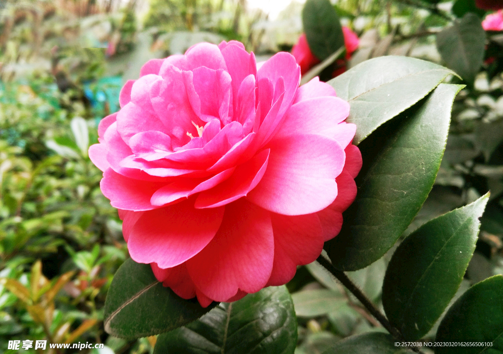山茶花开