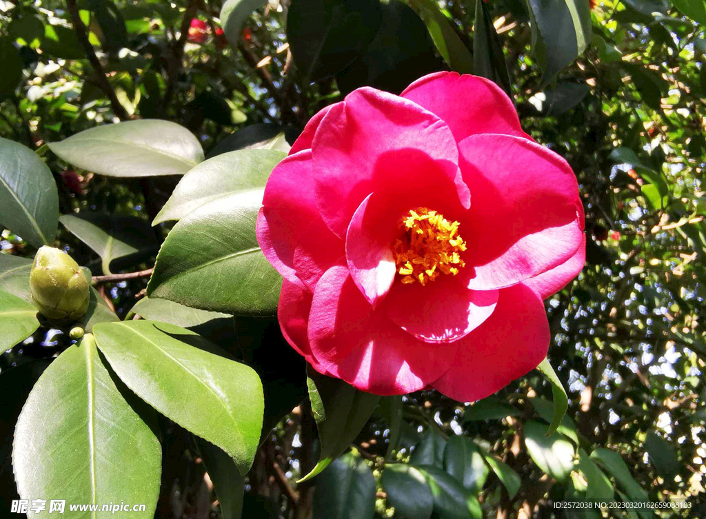 山茶花开