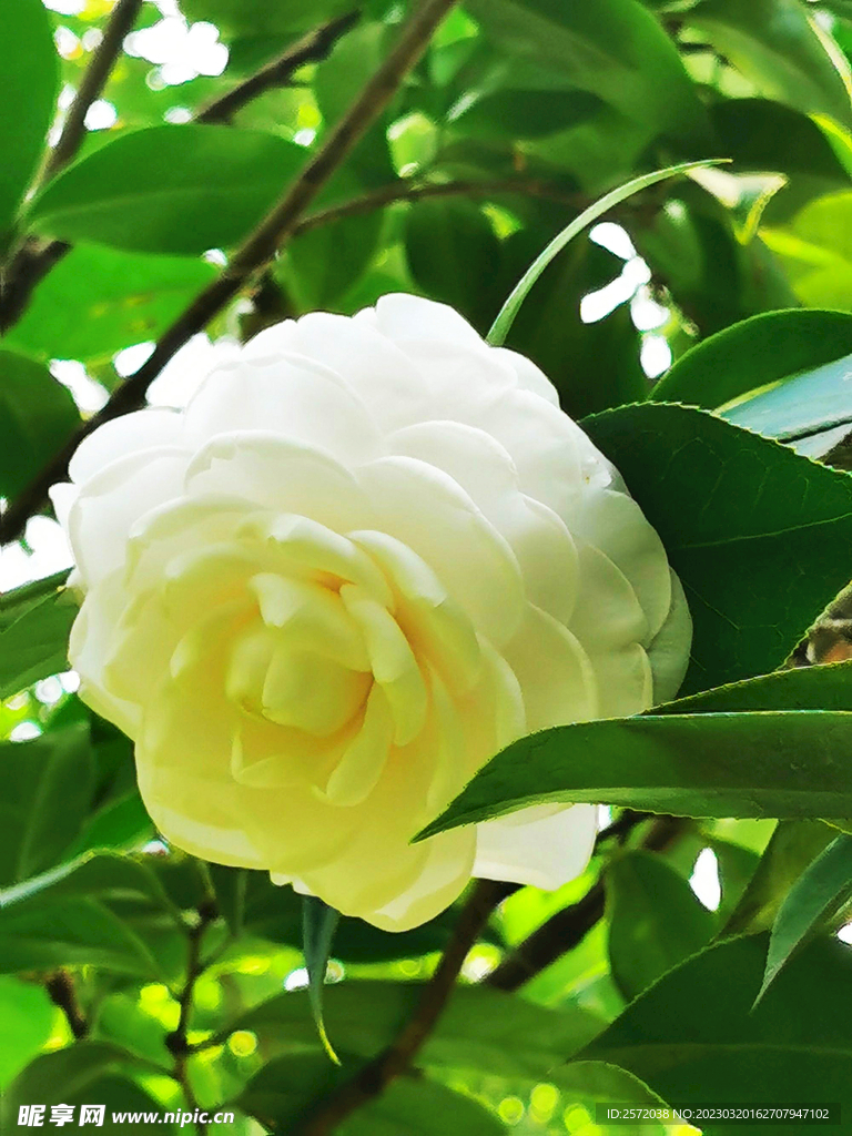 山茶花开