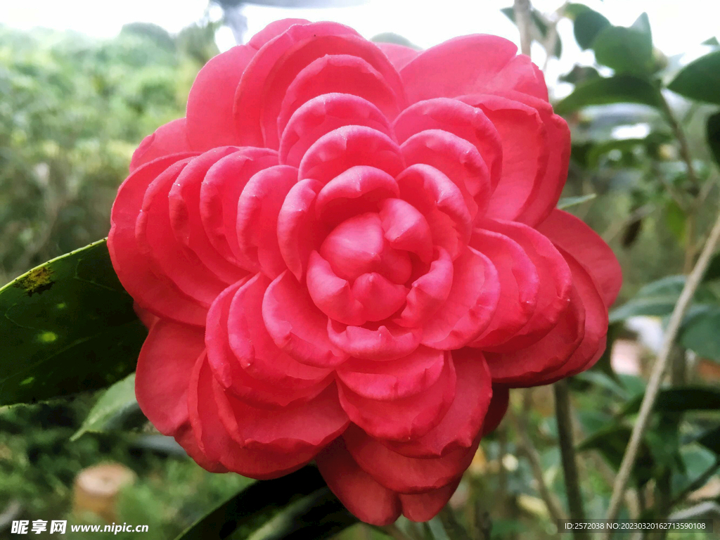 山茶花开