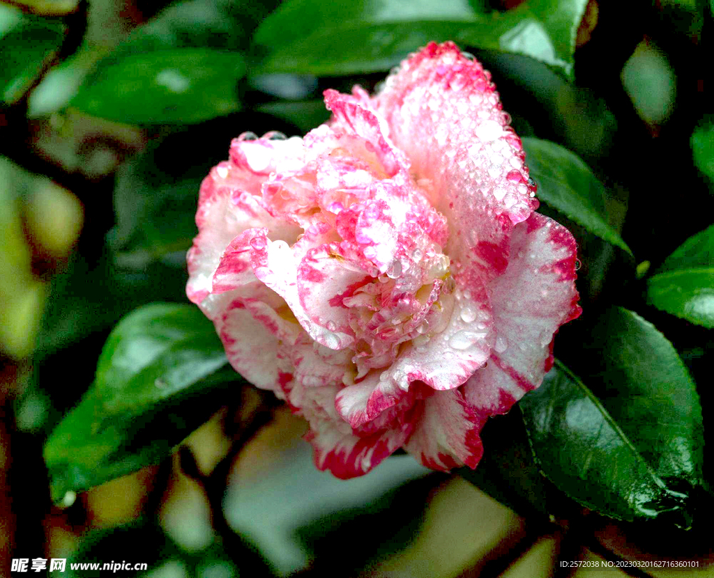 山茶花开