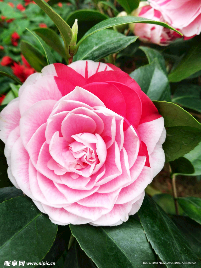 山茶花开