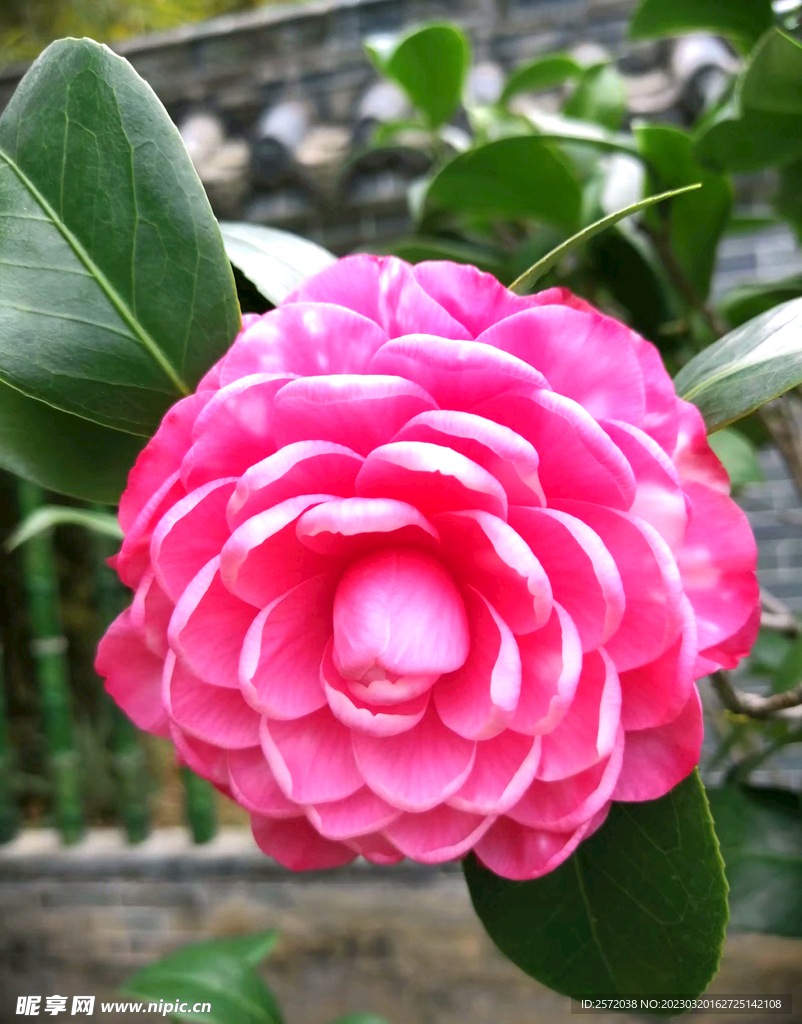 山茶花开