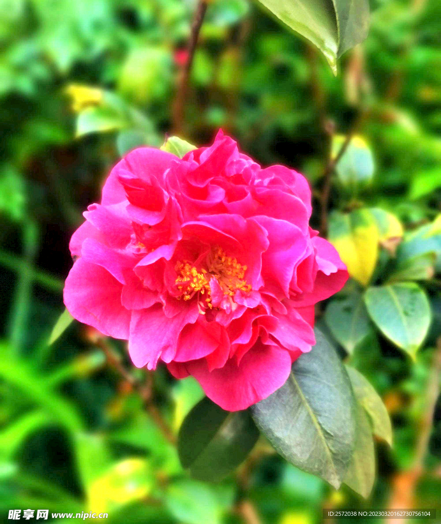 山茶花开