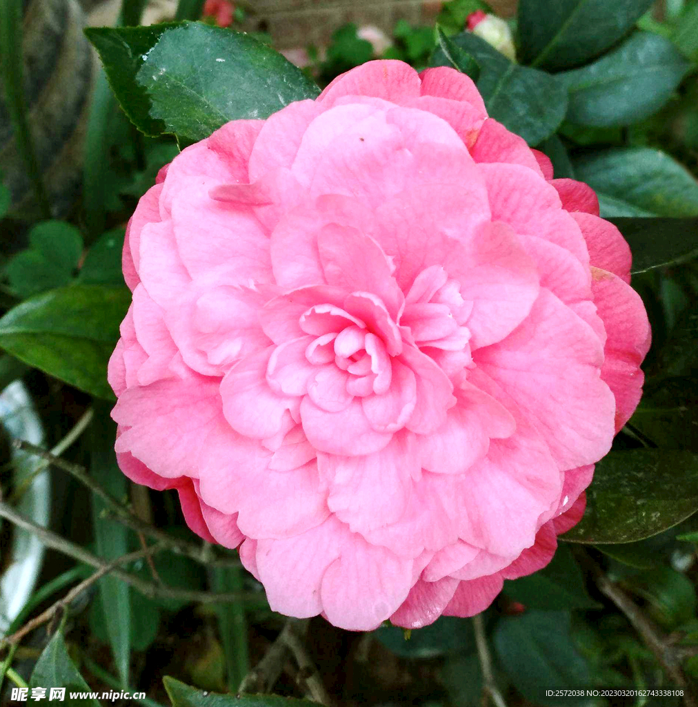 山茶花开