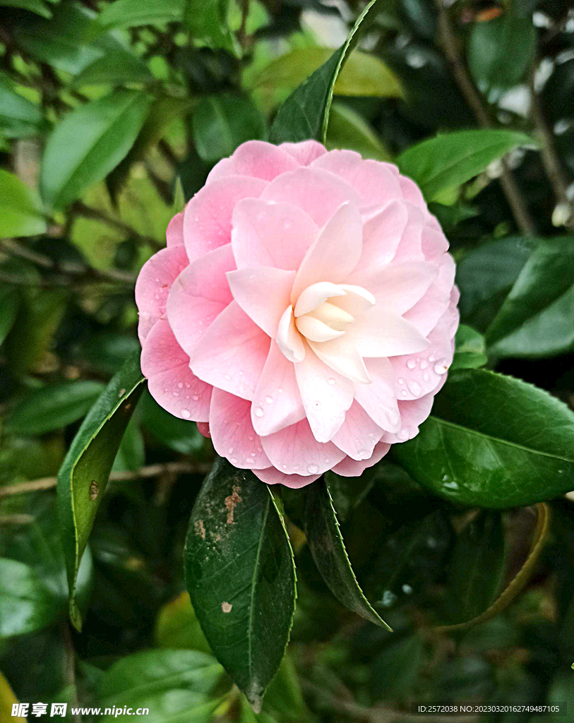 山茶花开