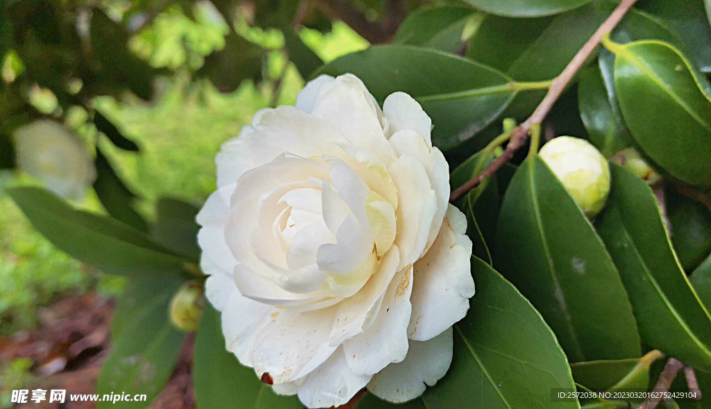 山茶花开