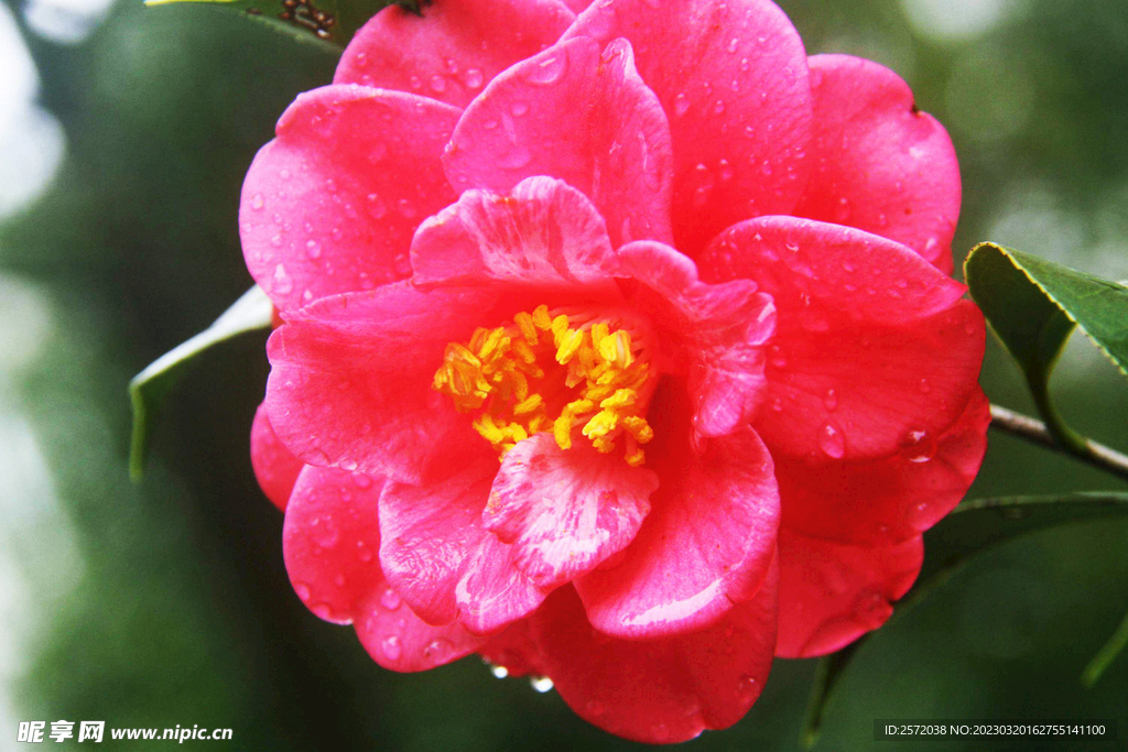 山茶花开