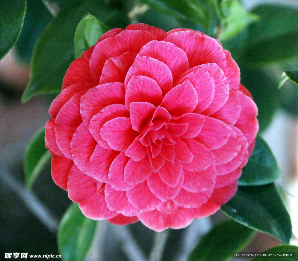 山茶花开