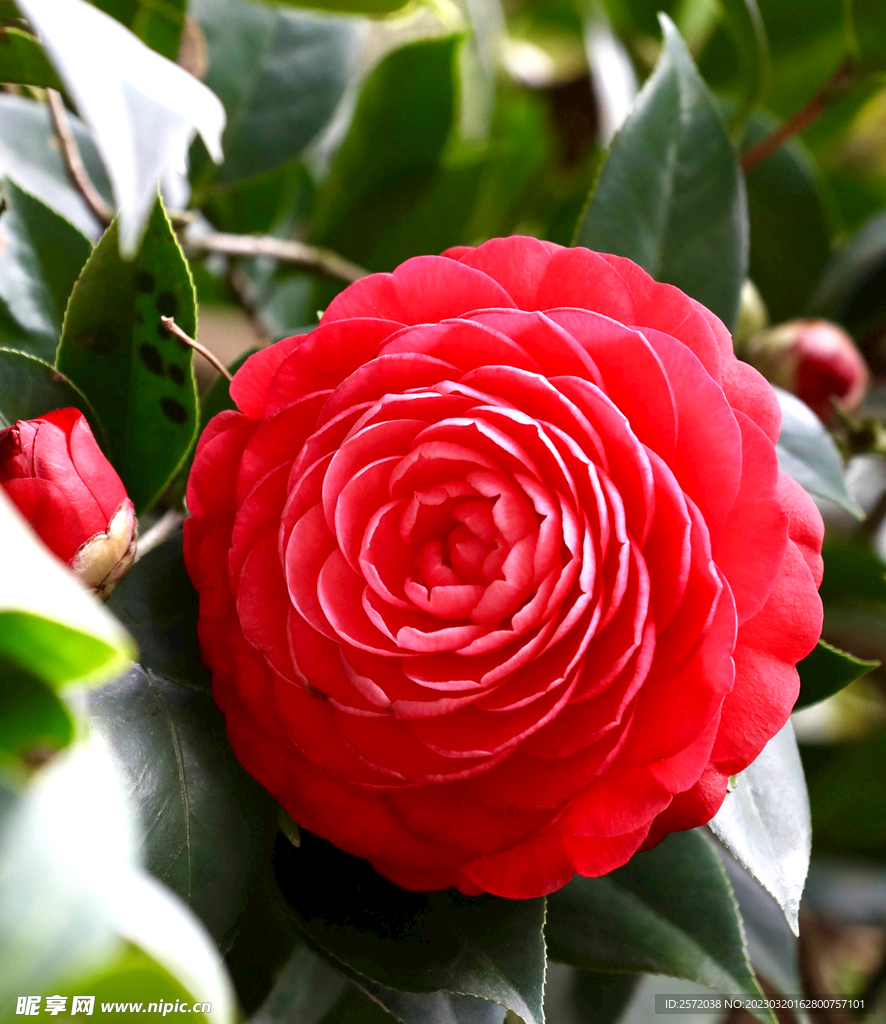 山茶花开