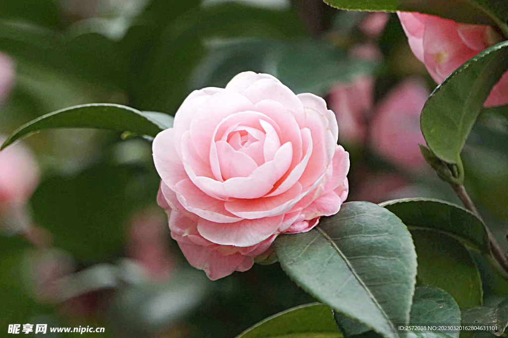 山茶花开