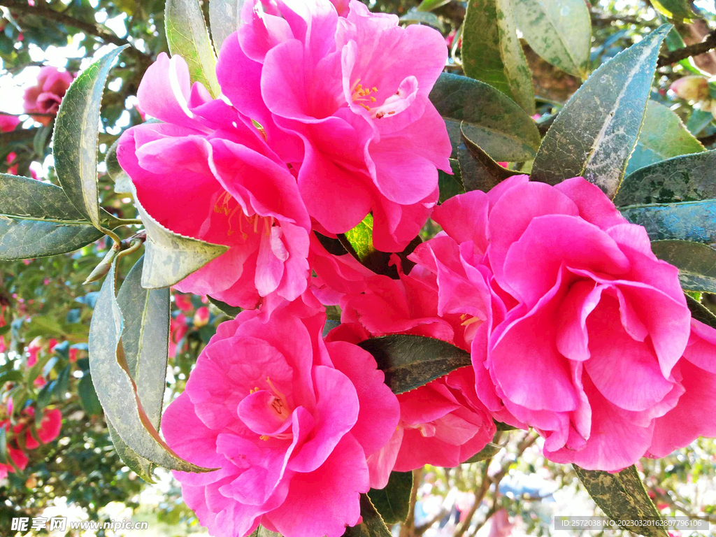 山茶花开