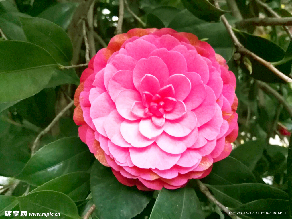 山茶花开