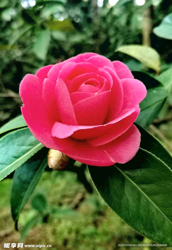 山茶花开