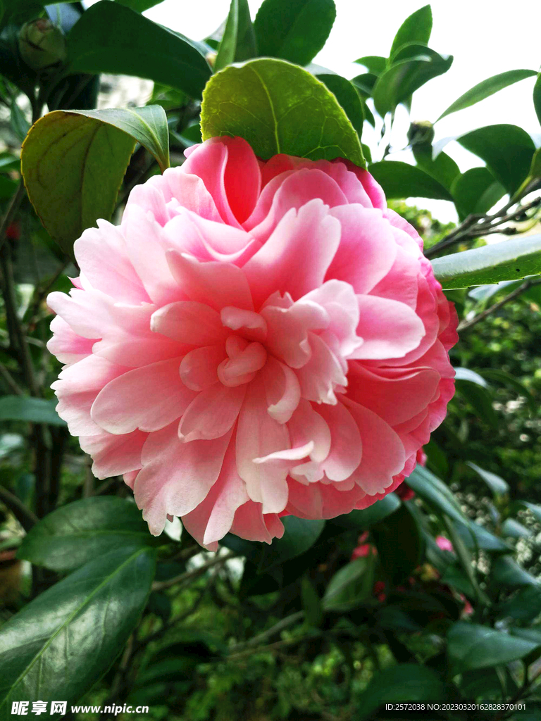 山茶花开