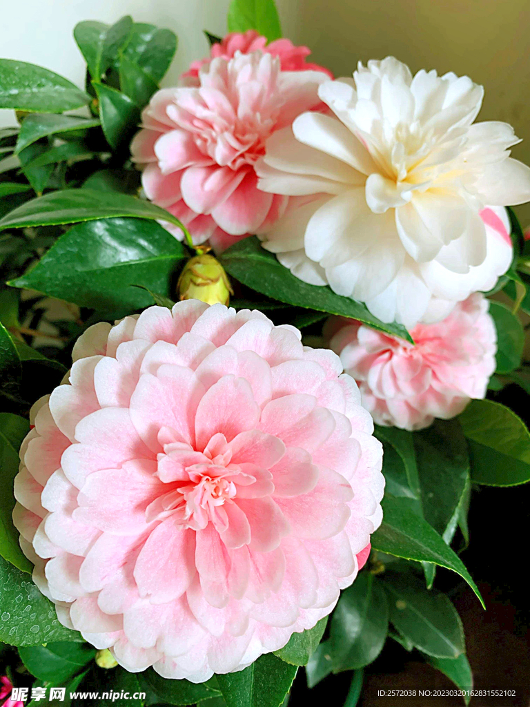 山茶花开