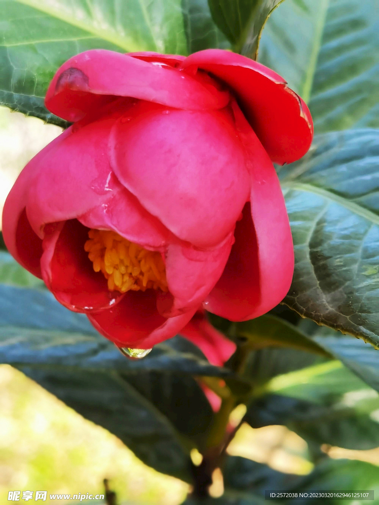 山茶花开