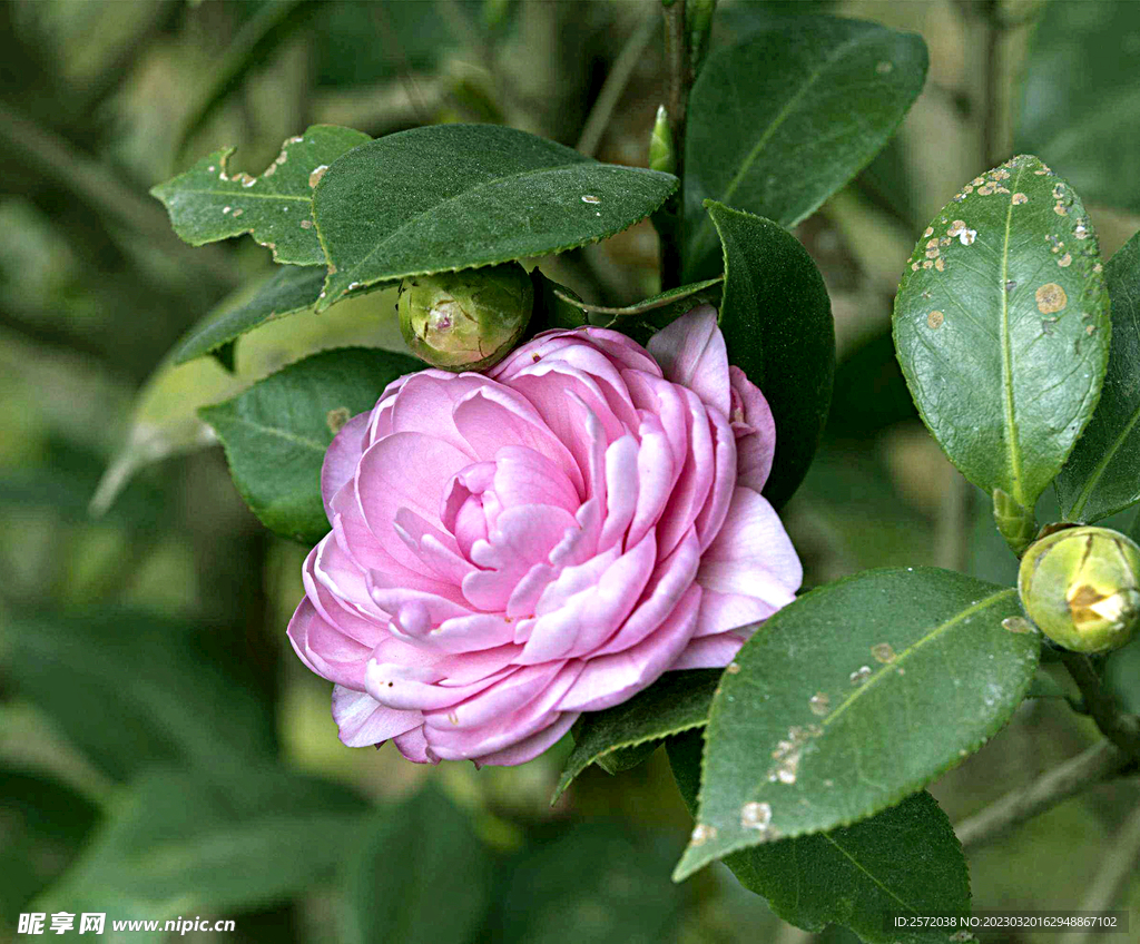 山茶花开