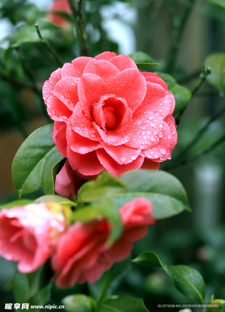 山茶花开