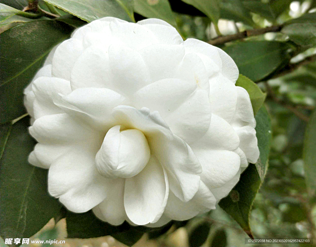 山茶花开