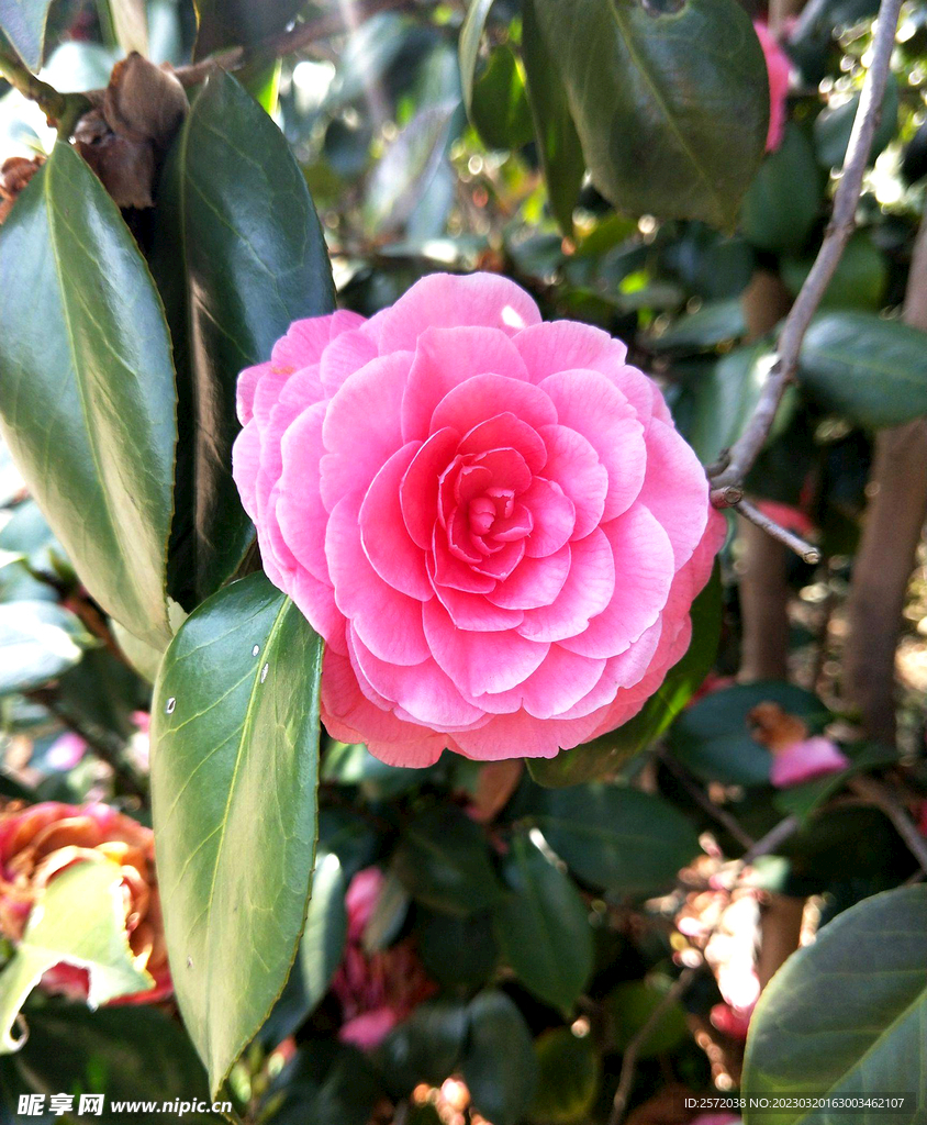 山茶花开