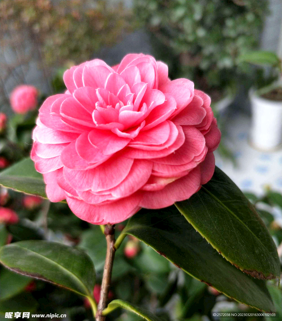 山茶花开