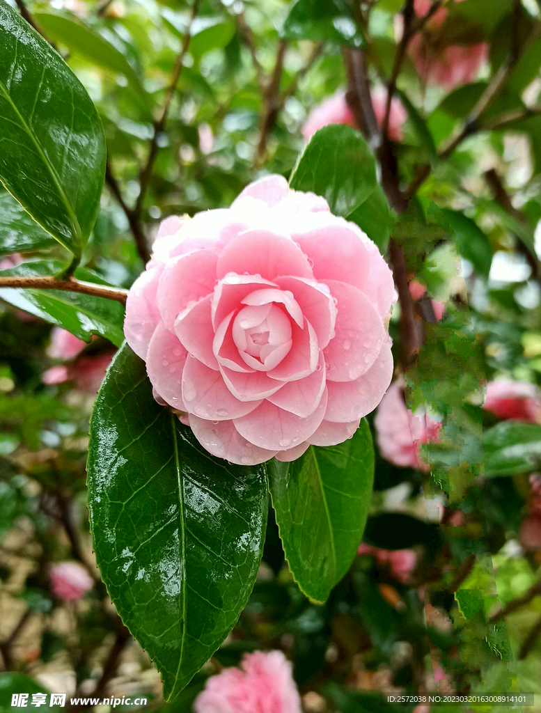 山茶花开