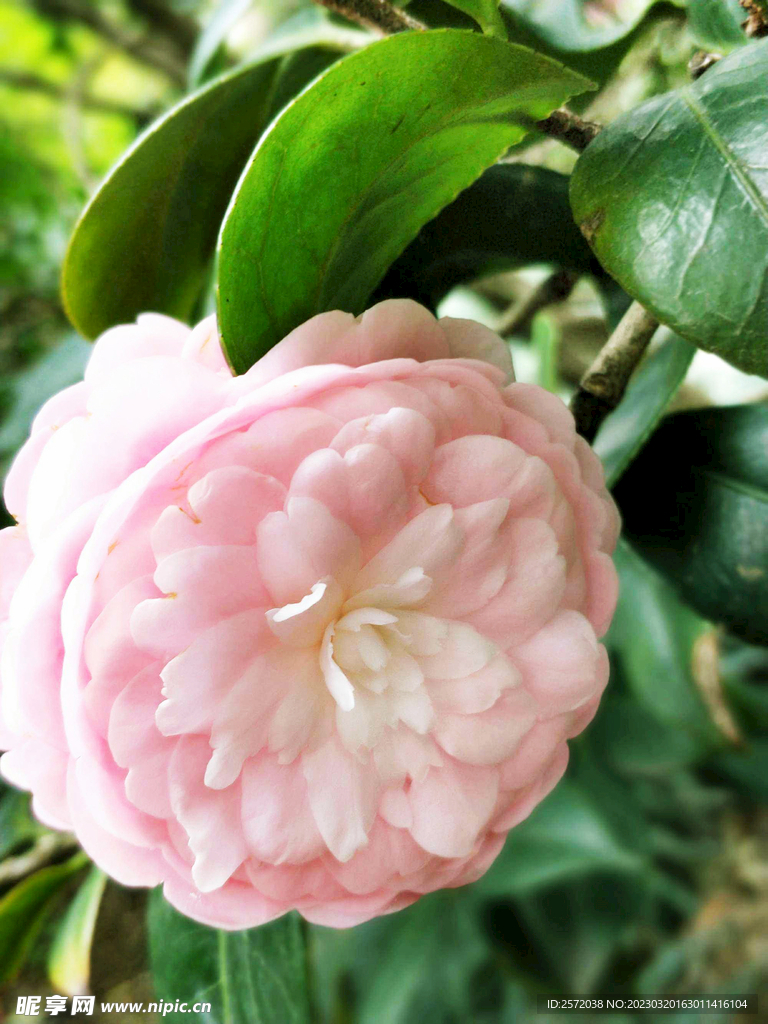 山茶花开