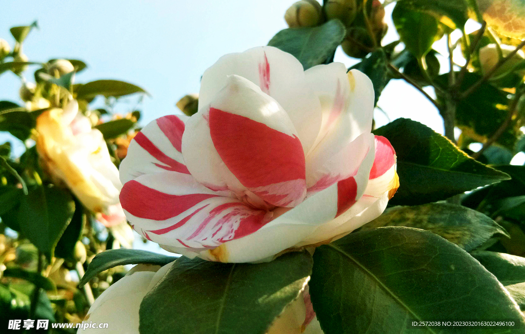 山茶花开