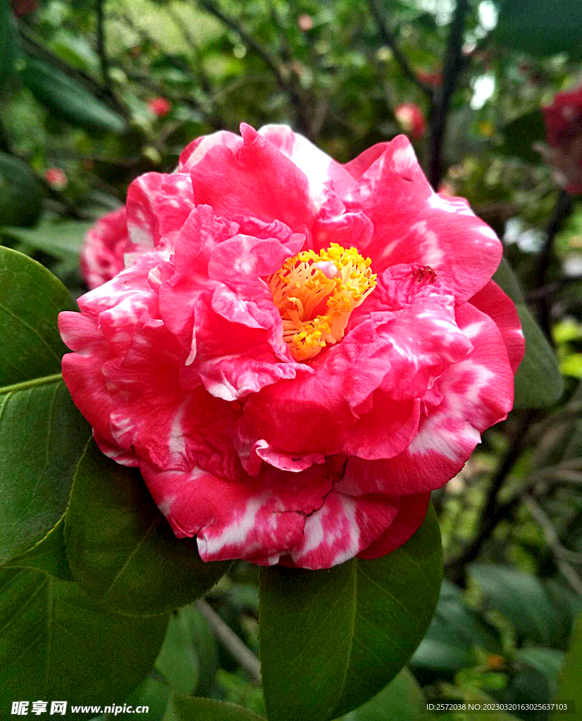 山茶花开