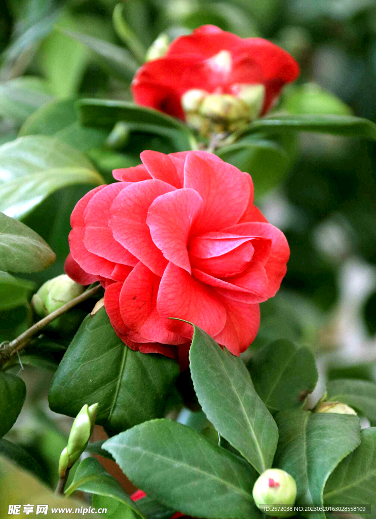 山茶花开