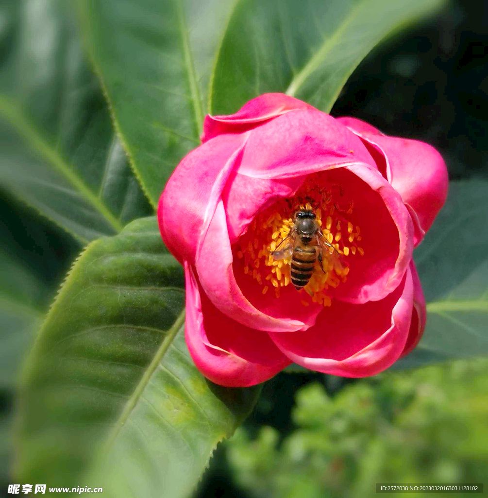 山茶花开