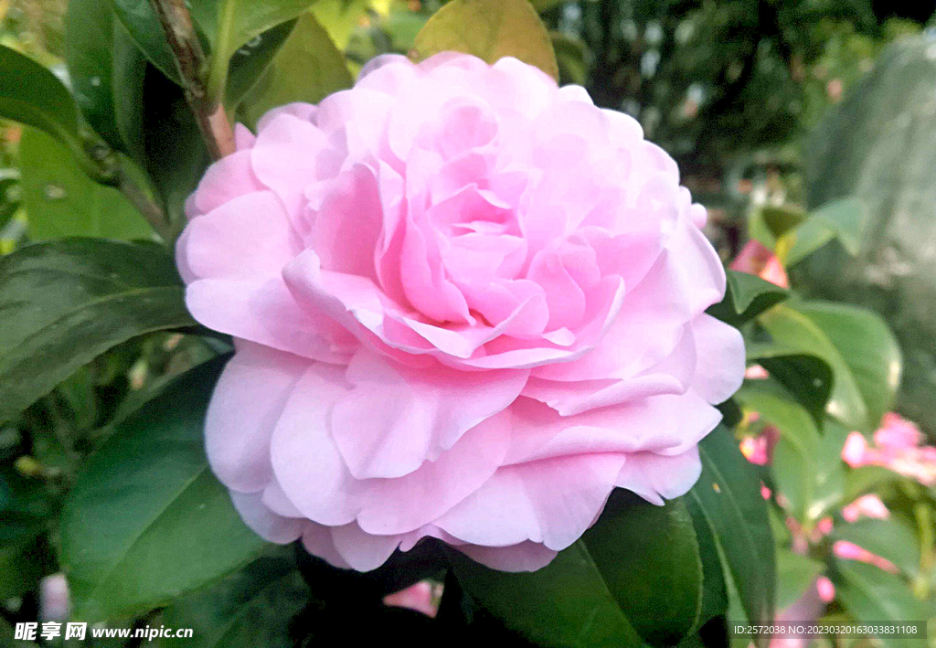 山茶花开