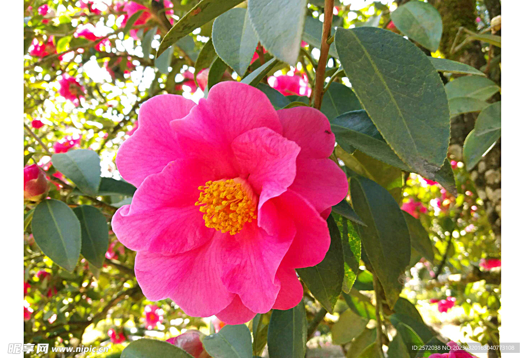山茶花开