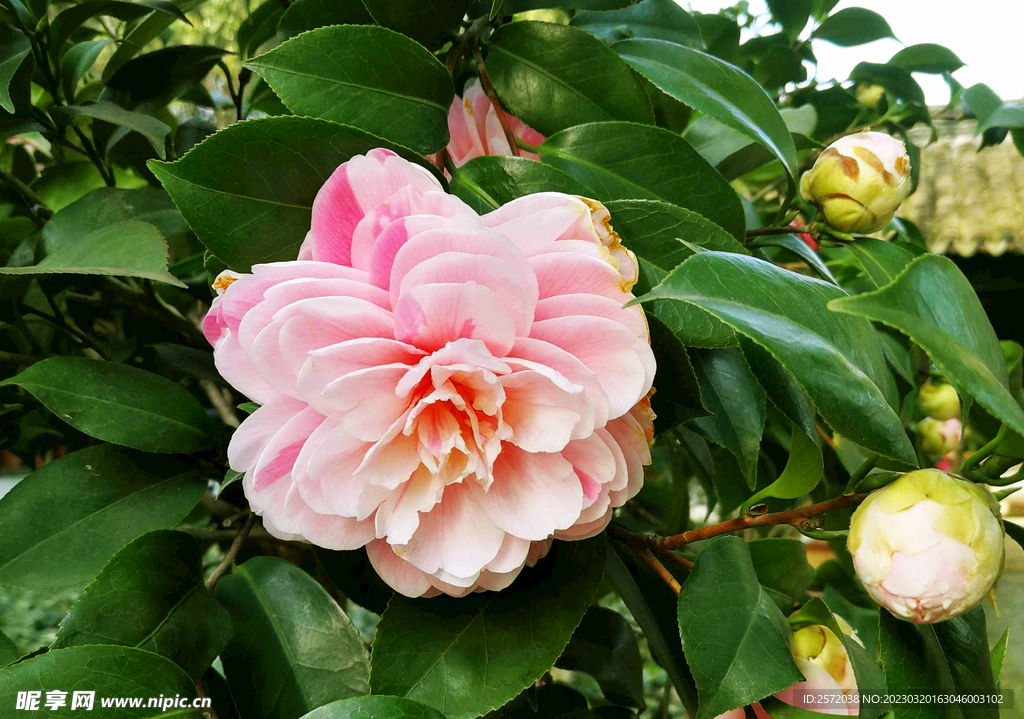 山茶花开