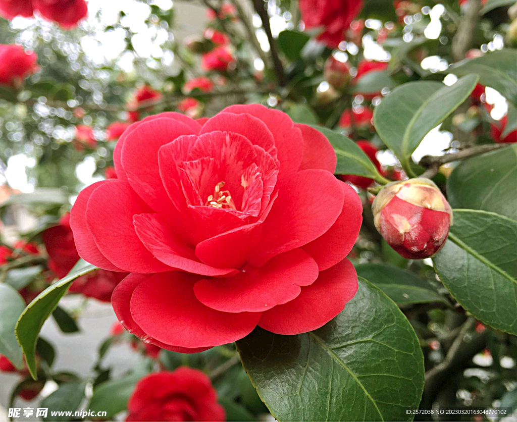 山茶花开