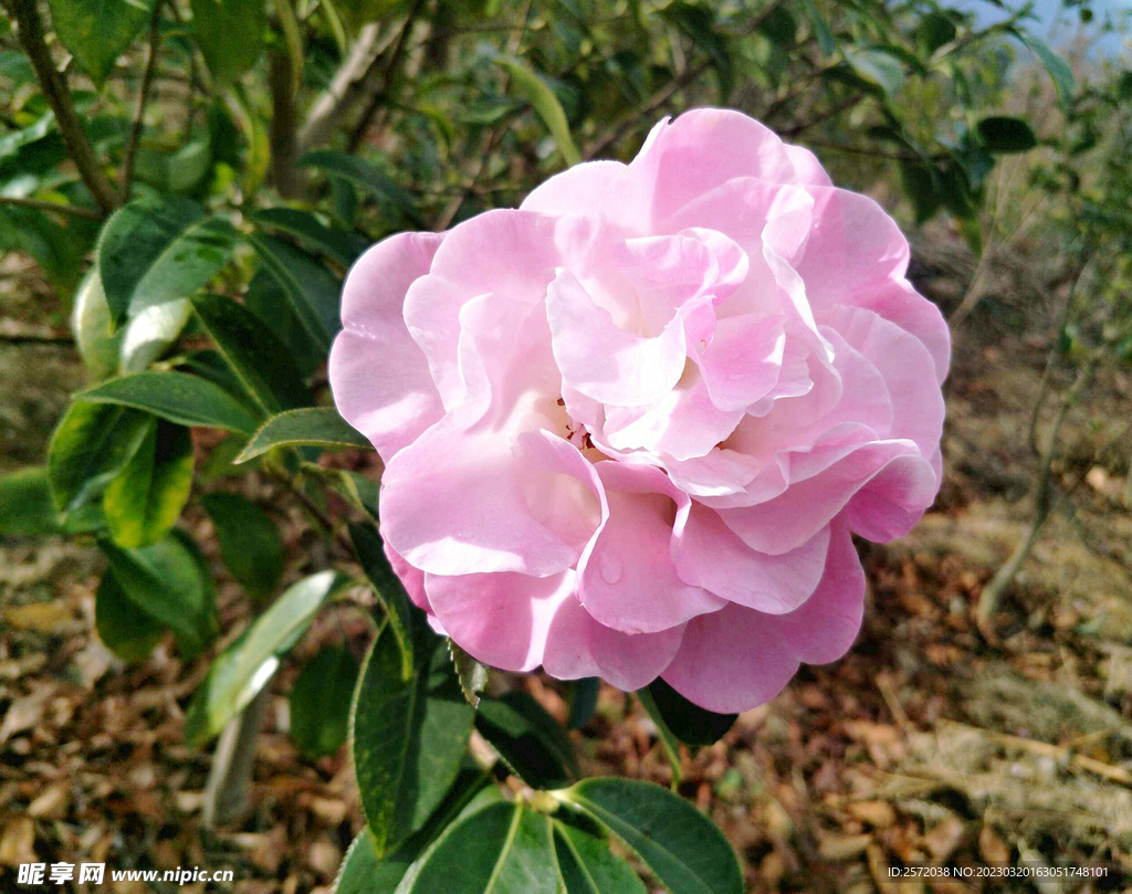 山茶花开