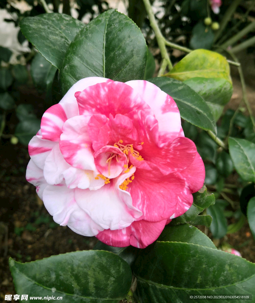 山茶花开