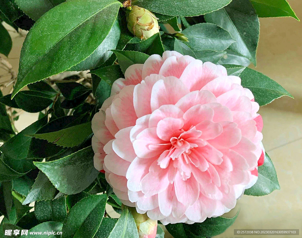 山茶花开