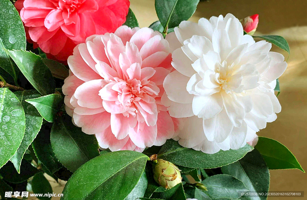 山茶花开