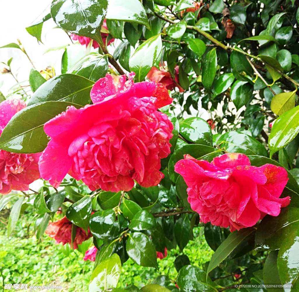 山茶花开