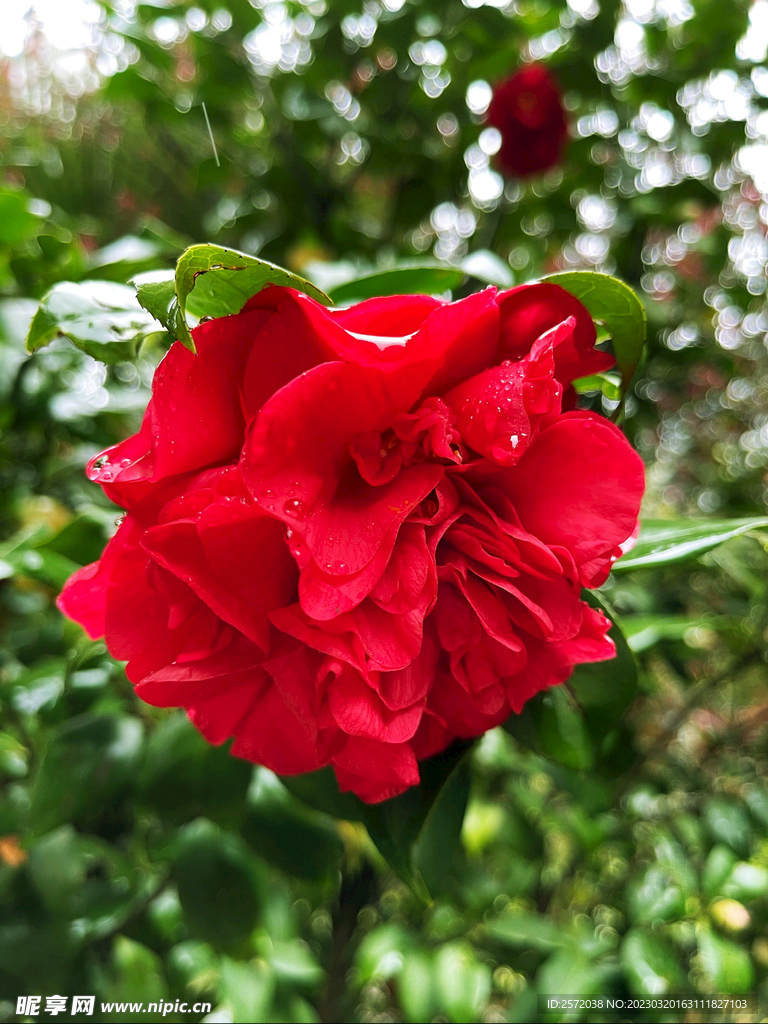 山茶花开