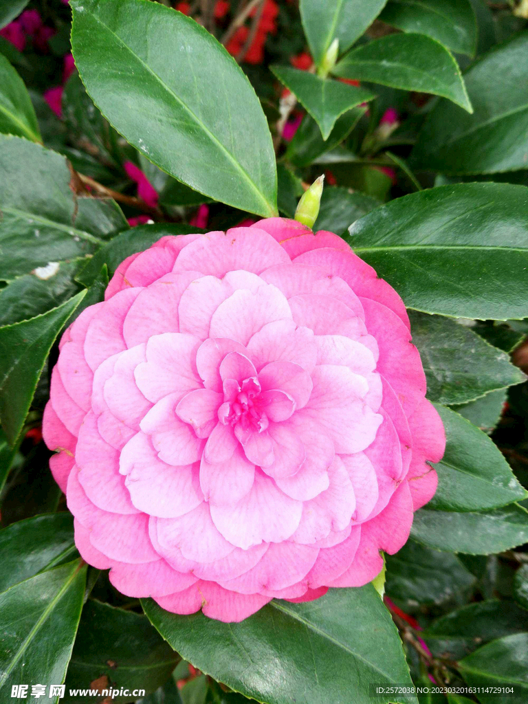 山茶花开