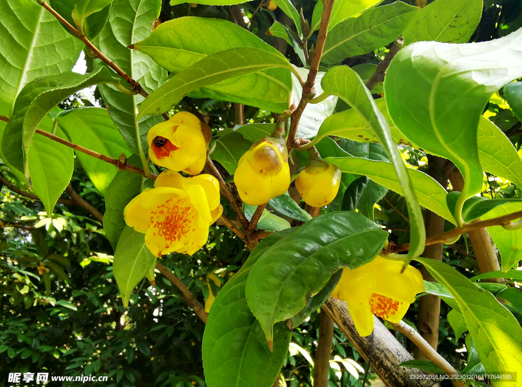 山茶花开
