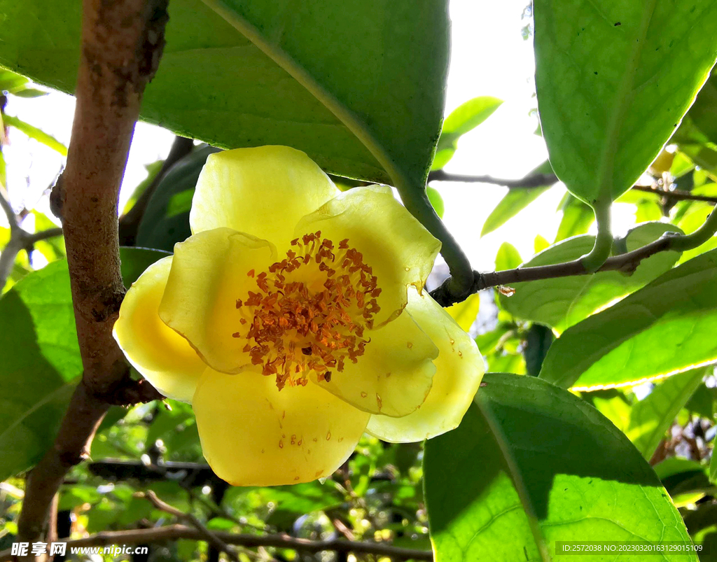 山茶花开