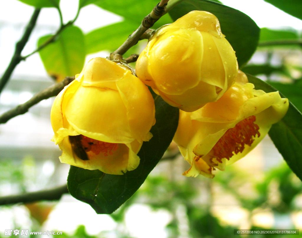 山茶花开