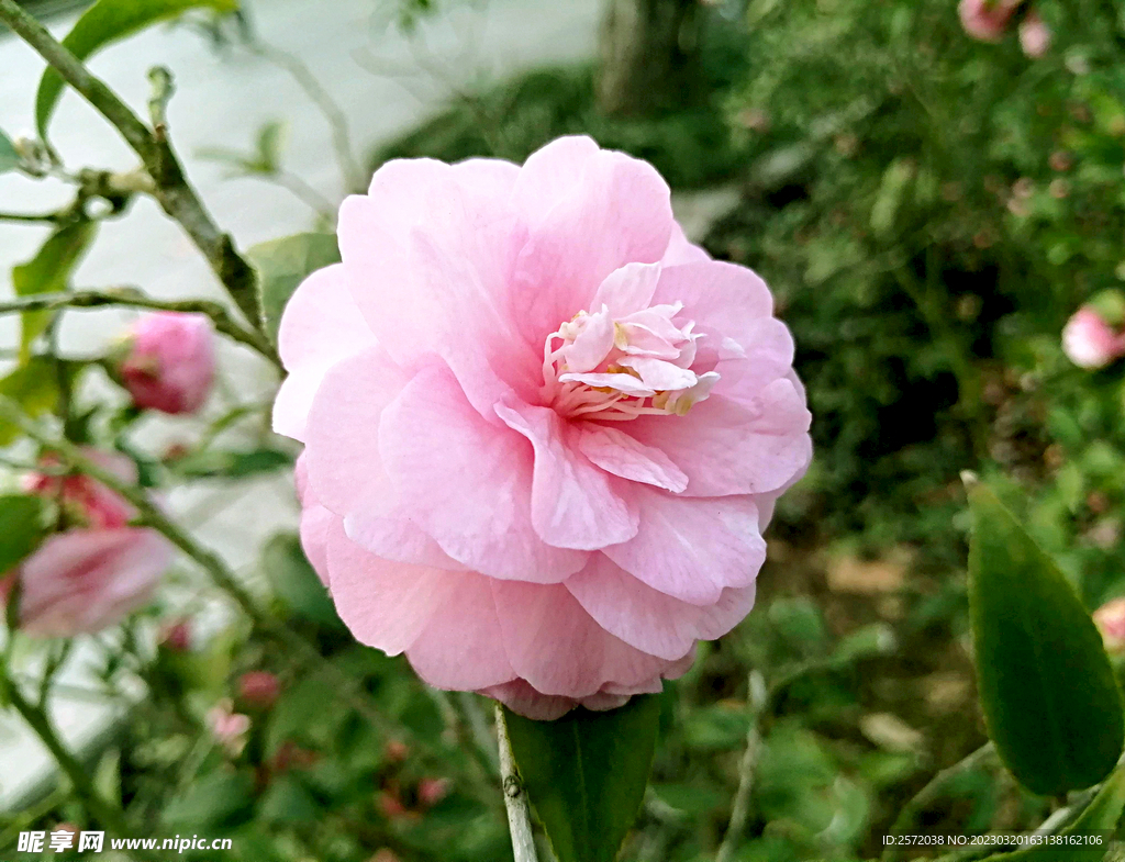 山茶花开