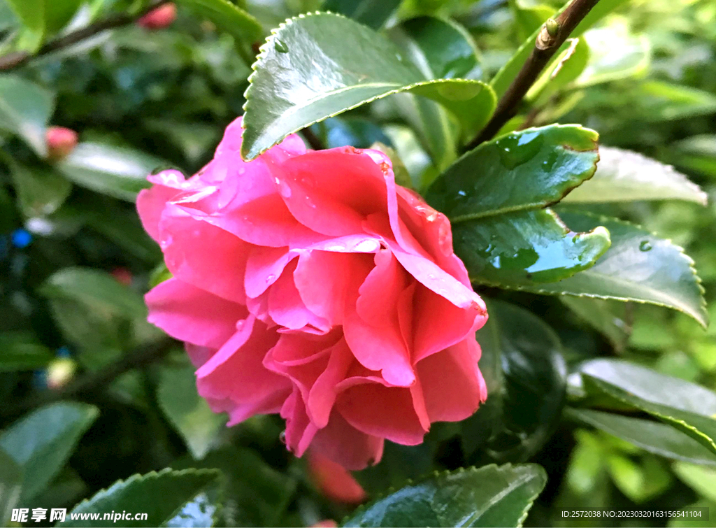 山茶花开