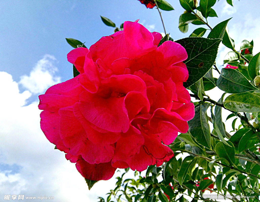 山茶花开