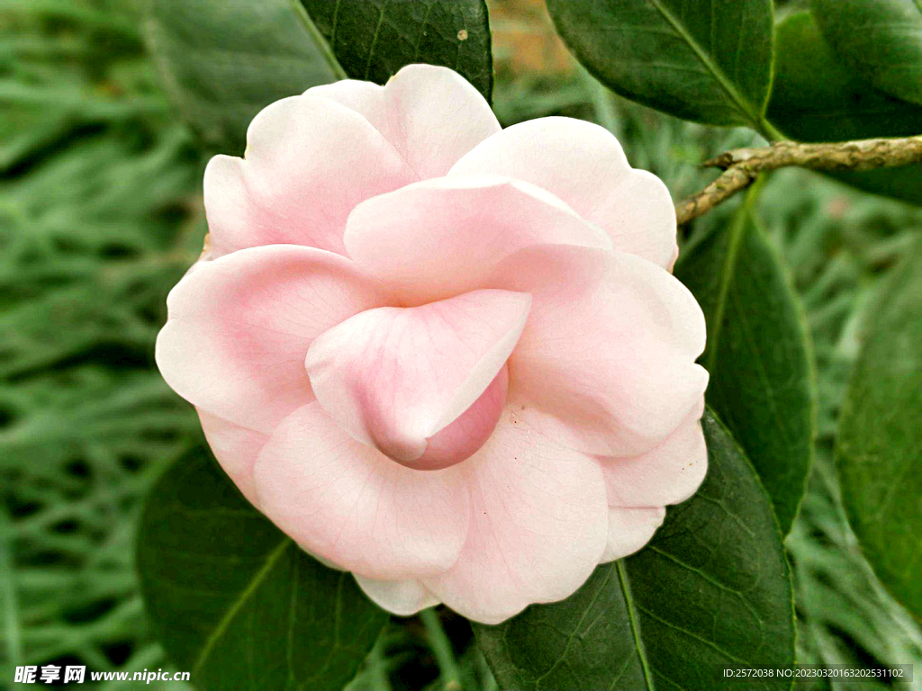 山茶花开